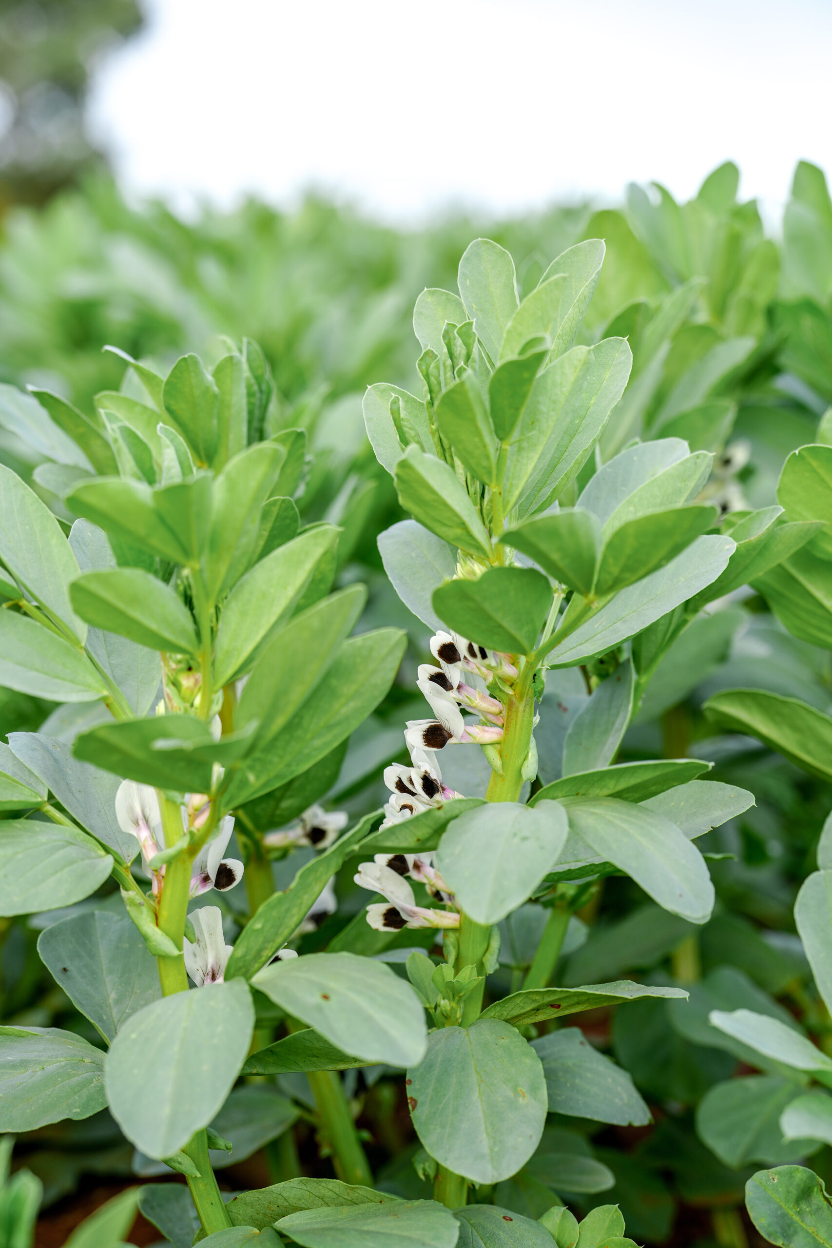Integra Foods Faba Bean Crop