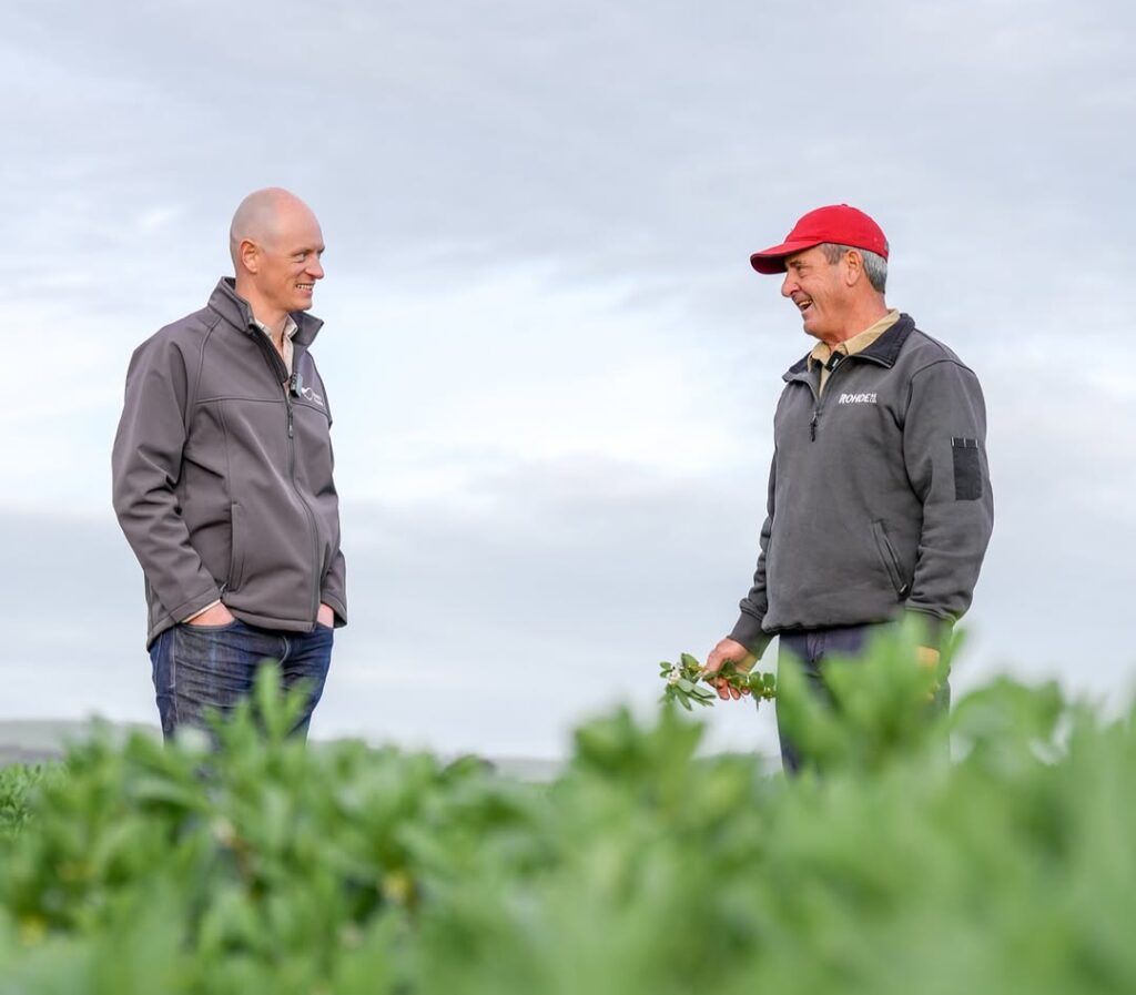 Integra Foods - SA - Faba Bean Crop